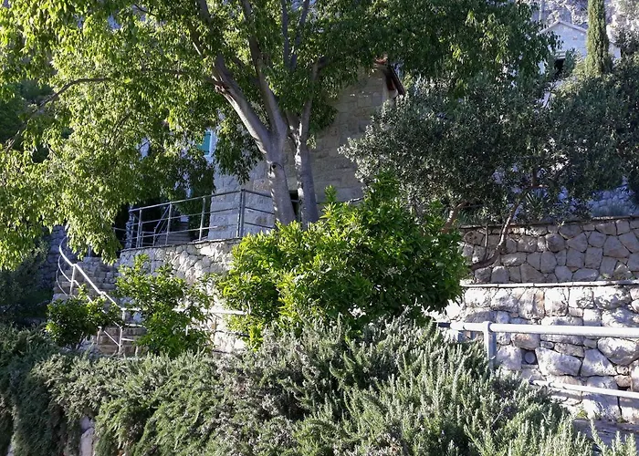 Nidus Onei Omiš