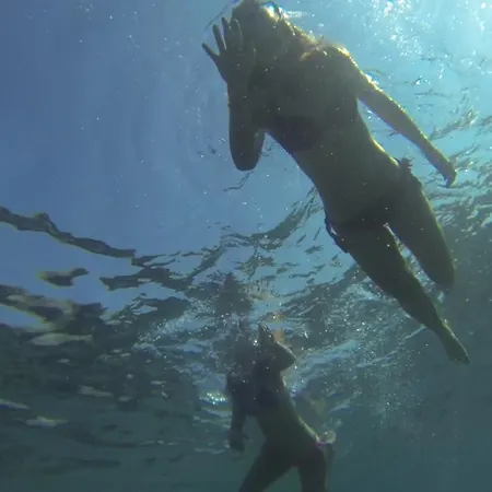 فيلة Nidus Onei أوميس