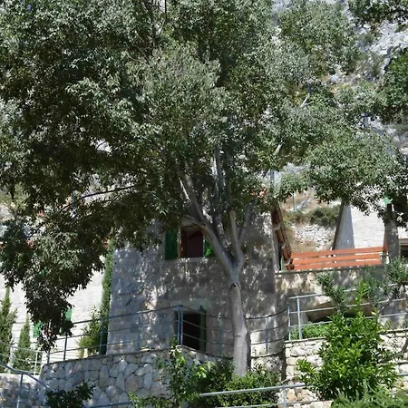 فيلة Nidus Onei أوميس